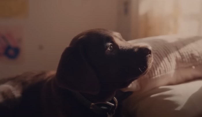 Watch top gun mavericks miles teller dance with his dog sadly not shirtless for a super bowl commercial