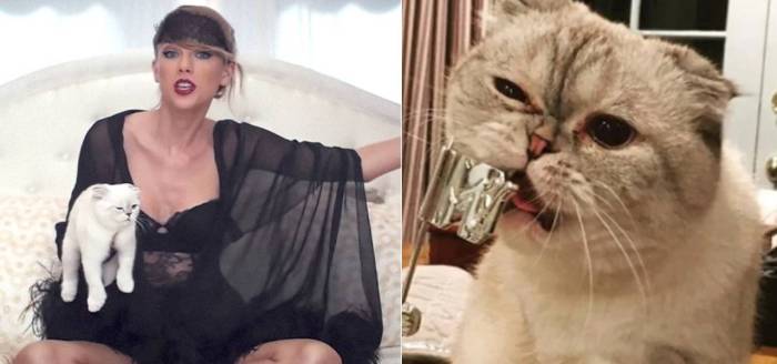 Even taylor swifts cat has a greater net worth than we do