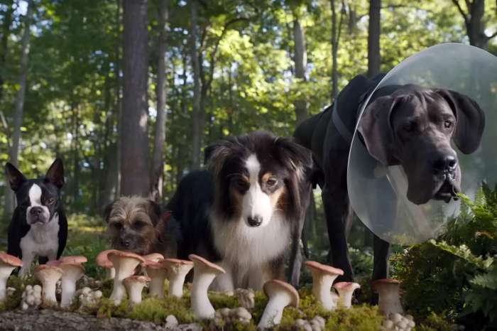 Will Ferrell and Jamie Foxx Are Foul-Mouthed Dogs in Strays Trailer Will ferrells strays trailer turns our four legged friends into foul mouthed funny heroes